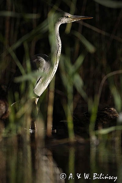 Czapla siwa, Ardea cinerea, nocne polowanie
