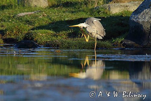 czapla siwa Ardea cinerea