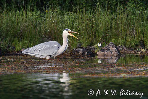 czapla siwa, Ardea cinerea
