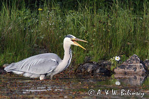 czapla siwa, Ardea cinerea