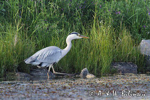 czapla siwa, Ardea cinerea