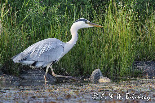 czapla siwa, Ardea cinerea