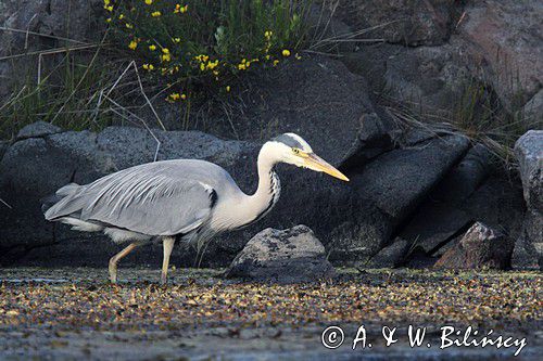 czapla siwa Ardea cinerea Grey heron