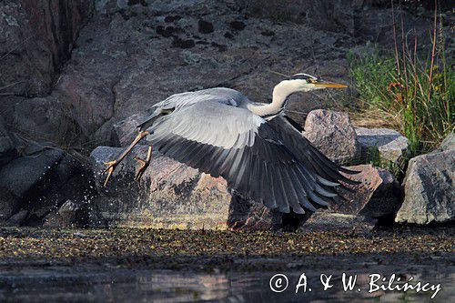 czapla siwa Grey heron Ardea cinerea