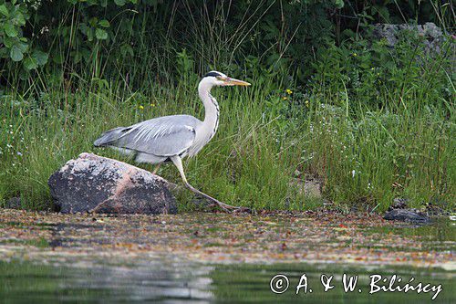 czapla siwa, Ardea cinerea
