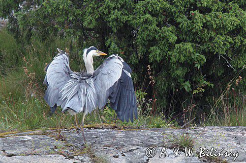 czapla siwa, Ardea cinerea
