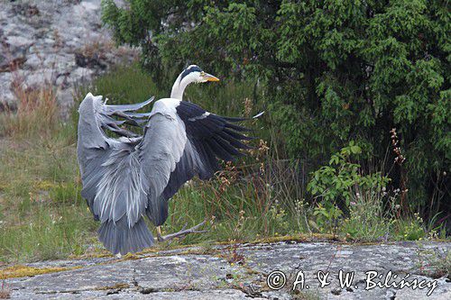czapla siwa, Ardea cinerea