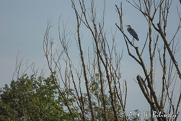 Czapla siwa, Ardea cinerea