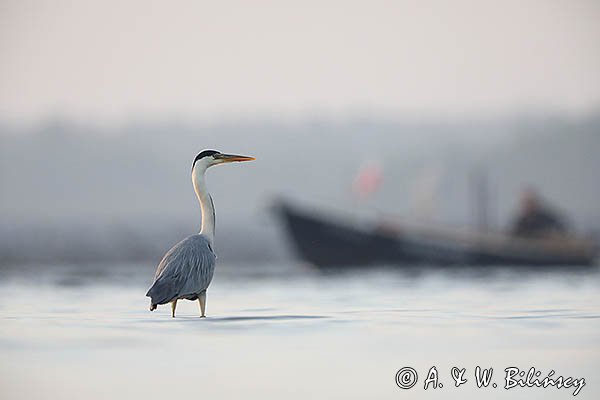 Czapla siwa, Ardea cinerea