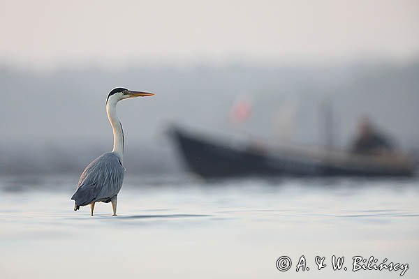 Czapla siwa, Ardea cinerea