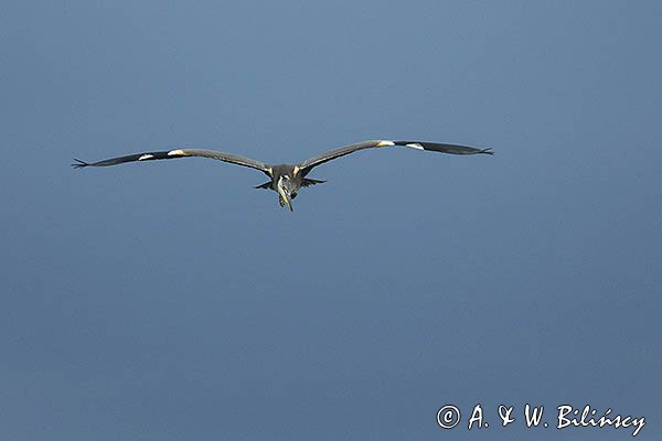 Czapla siwa, Ardea cinerea