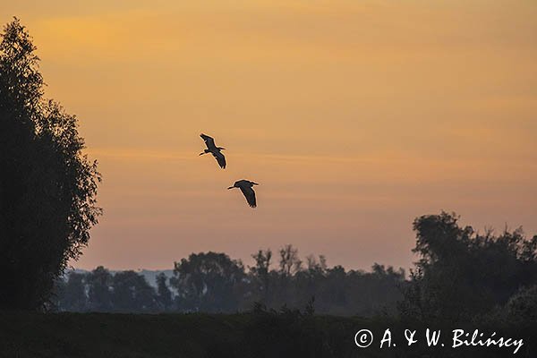 Czapla siwa, Ardea cinerea