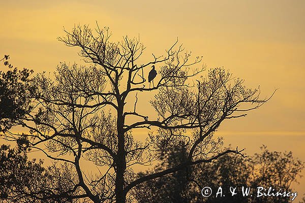 Czapla siwa, Ardea cinerea