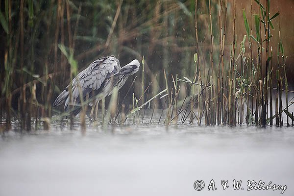 Czapla siwa, Ardea cinerea, w deszczu