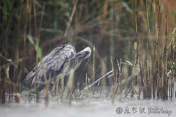 Czapla siwa, Ardea cinerea, w deszczu