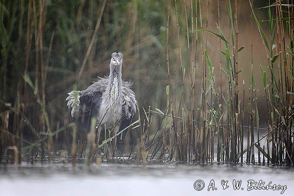 Czapla siwa, Ardea cinerea, w deszczu