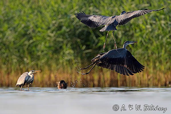 Czaple siwe, Ardea cinerea