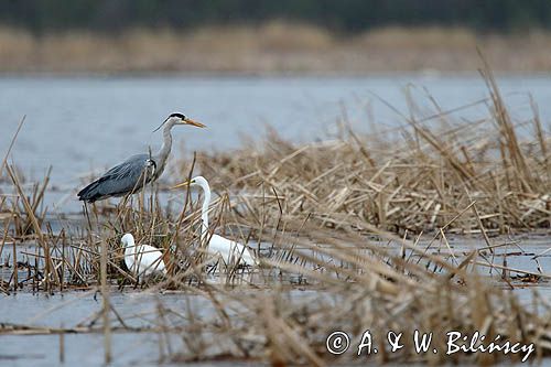czapla siwa Ardea cinerea i czapla biała, Casmerodius albus, Ardea alba, Egretta alba