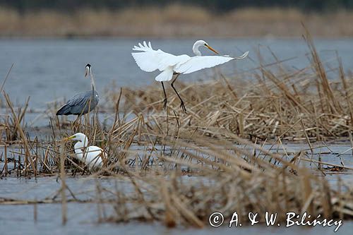 czapla siwa Ardea cinerea i czapla biała, Casmerodius albus, Ardea alba, Egretta alba