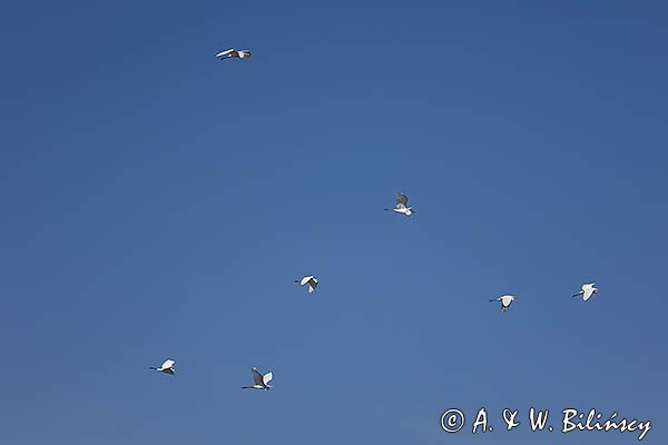 Czapla biała, Casmerodius albus, Ardea alba, Egretta alba