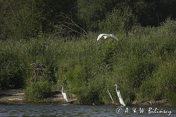 Czapla biała, Casmerodius albus, Ardea alba, Egretta alba