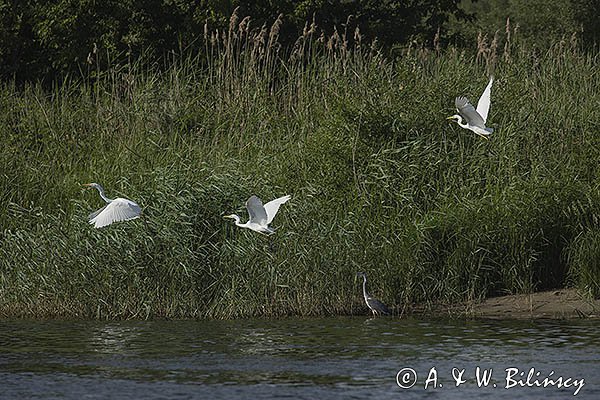 Czapla biała, Casmerodius albus, Ardea alba, Egretta alba