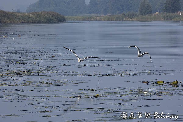 Czaple siwe, Ardea cinerea