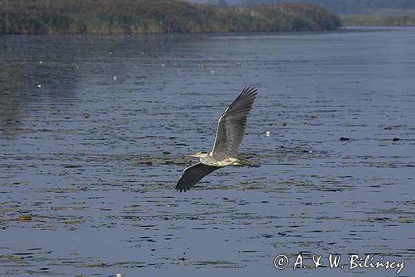 Czapla siwa, Ardea cinerea