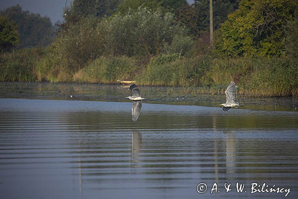 Czapla siwa, Ardea cinerea