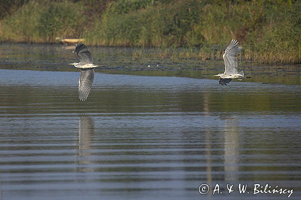 Czapla siwa, Ardea cinerea