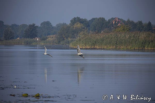 Czapla siwa, Ardea cinerea