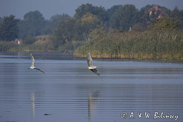 Czapla siwa, Ardea cinerea