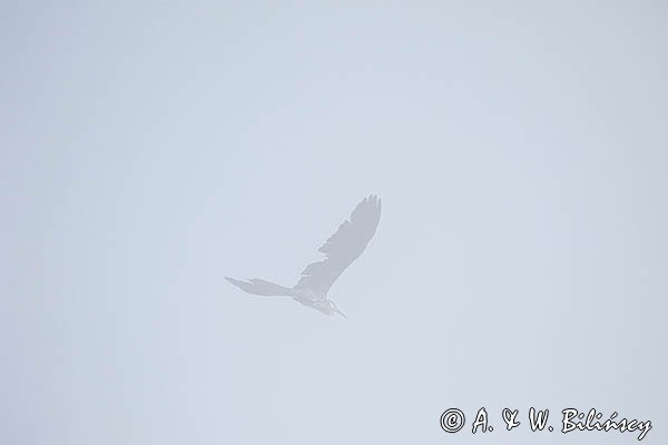 Czapla siwa, Ardea cinerea