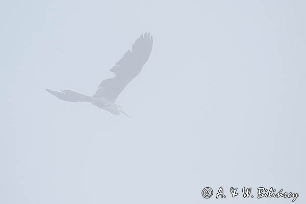 Czapla siwa, Ardea cinerea