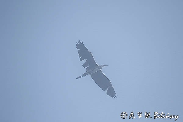 Czapla siwa, Ardea cinerea