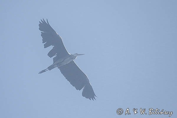 Czapla siwa, Ardea cinerea