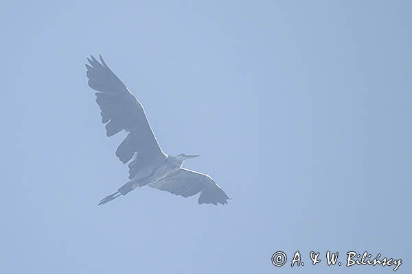 Czapla siwa, Ardea cinerea