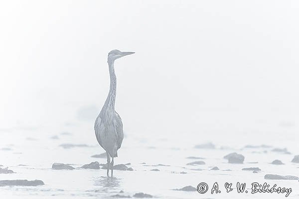 Czapla siwa, Ardea cinerea