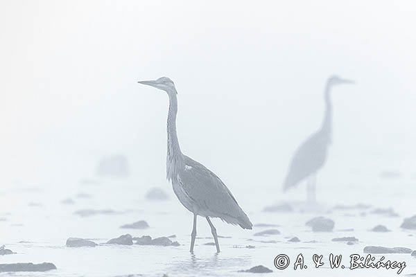 Czapla siwa, Ardea cinerea