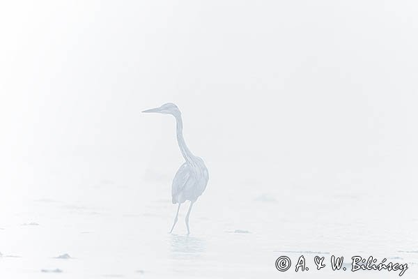 Czapla siwa, Ardea cinerea