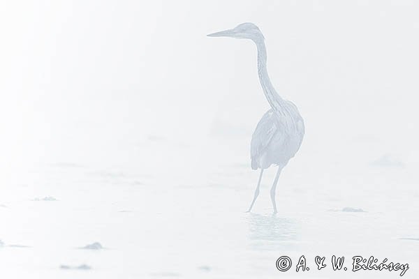 Czapla siwa, Ardea cinerea