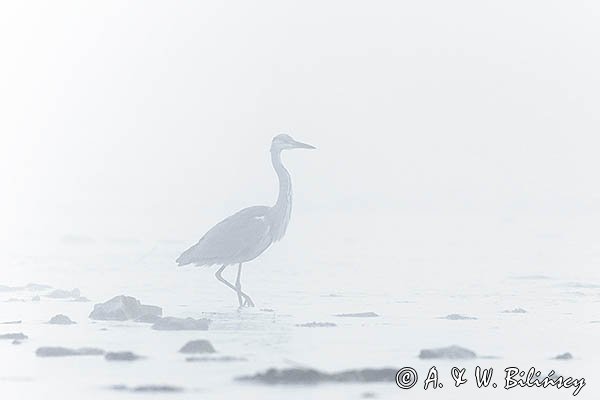 Czapla siwa, Ardea cinerea