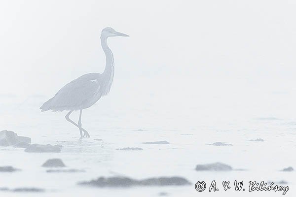 Czapla siwa, Ardea cinerea