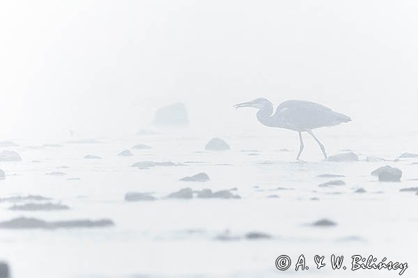 Czapla siwa, Ardea cinerea