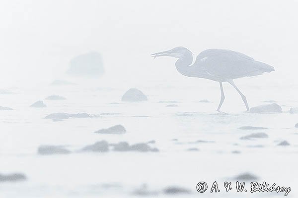 Czapla siwa, Ardea cinerea