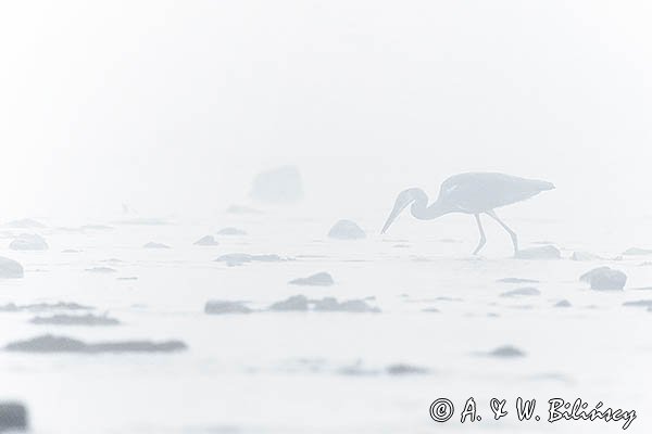 Czapla siwa, Ardea cinerea