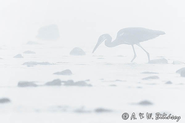 Czapla siwa, Ardea cinerea