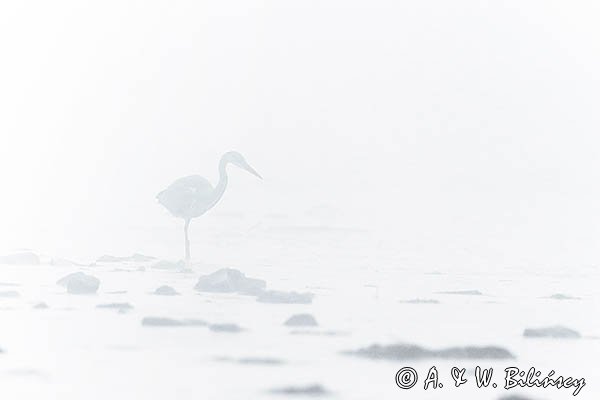 Czapla siwa, Ardea cinerea