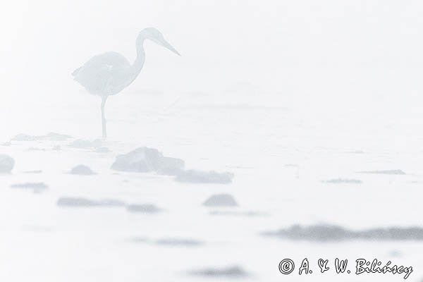 Czapla siwa, Ardea cinerea