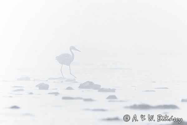 Czapla siwa, Ardea cinerea